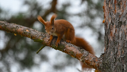 Curious Red Squirrel Perched on a Pine Branch