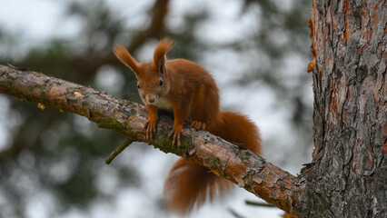 Curious Red Squirrel Perched on a Pine Branch