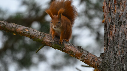Curious Red Squirrel Perched on a Pine Branch