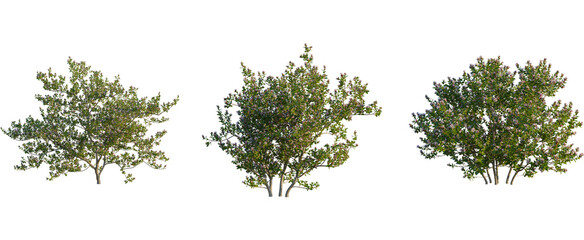 Escallonia x langleyensis apple tree, front view, cutout, transparent background, isolate, Three...