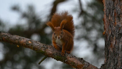 Curious Red Squirrel Perched on a Pine Branch