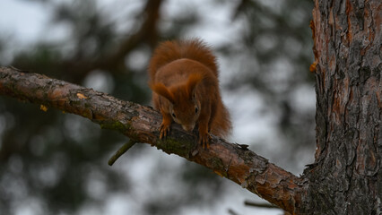 Curious Red Squirrel Perched on a Pine Branch