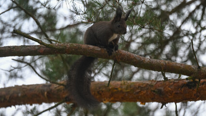 Dark Morph Red Squirrel with White Bib Perched on Pine