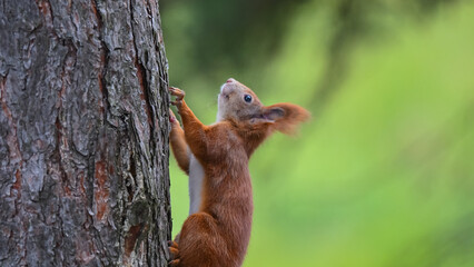 Alert Red Squirrel Climbing Tree Against Vivid Green Background