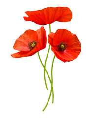Fototapeta premium close up of red poppy flowers isolated on transparent background