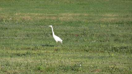White heron stands gracefully in a lush green field under the bright sunlight