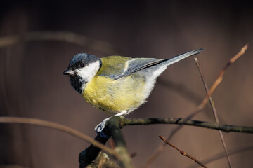 great tit parus major