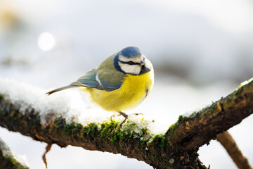 great tit parus major