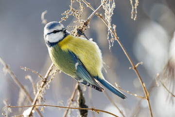 great tit parus major