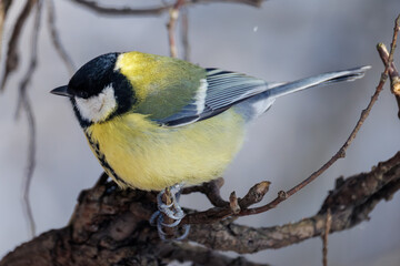 great tit on a branch