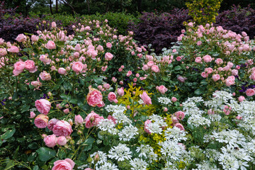 Beautiful pink roses and orlaya grandiflora flowers blooming in the early summer garden.