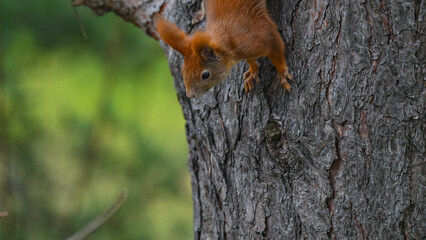 Agile Red Squirrel Climbing Down Tree Trunk
