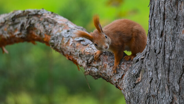 Curious Young Red Squirrel Peering Down from Pine Bough - Powered by Adobe