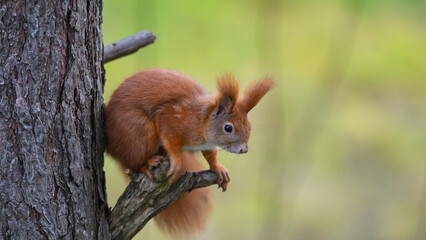 Alert Red Squirrel Peering from Pine Tree