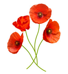 close up of red poppy flowers isolated on transparent background