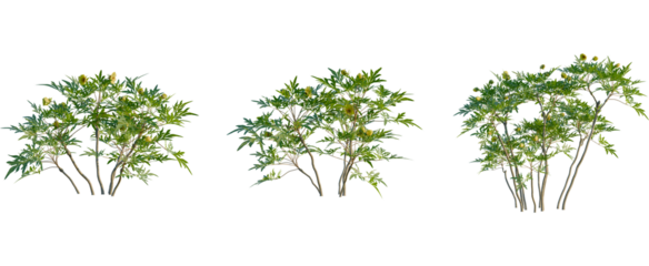 Paeonia delavayi tree, front view, cutout, transparent background, isolate, Three vibrant green plants set a tranquil, organic landscaping scene
