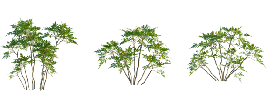 Paeonia delavayi tree, front view, cutout, transparent background, isolate, Fresh green shrubs set add natural beauty to your landscape designs now
