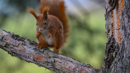 Curious Red Squirrel Perched on a Pine Branch