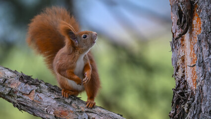 Alert Red Squirrel Looking Up on a Pine Branch
