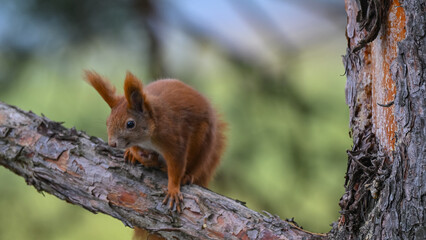 Curious Red Squirrel Perched on a Pine Branch