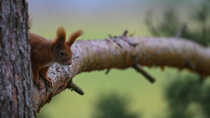 Obraz premium Cautious Red Squirrel Peeking from Behind Pine Tree