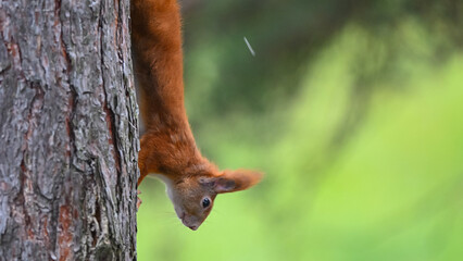 Agile Red Squirrel Climbing Down Tree Trunk