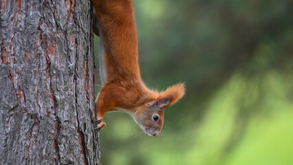 Agile Red Squirrel Climbing Down Tree Trunk