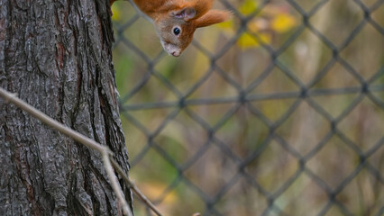 Curious Upside-Down Red Squirrel Peeking from Tree