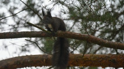 Dark Morph Red Squirrel with White Bib Perched on Pine