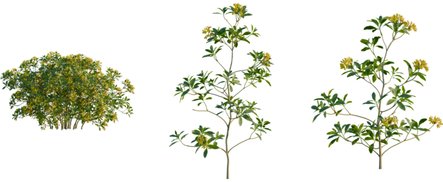 Rhododendron luteum tree, front view, cutout, transparent background, isolate, Three variations of a flowering bush bring a natural touch to designs