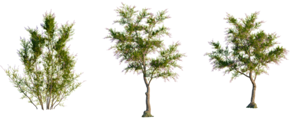 Tamarix ramosissima tree, front view, cutout, transparent background, isolate, Three flowering lilac trees create a vibrant landscape scene naturally