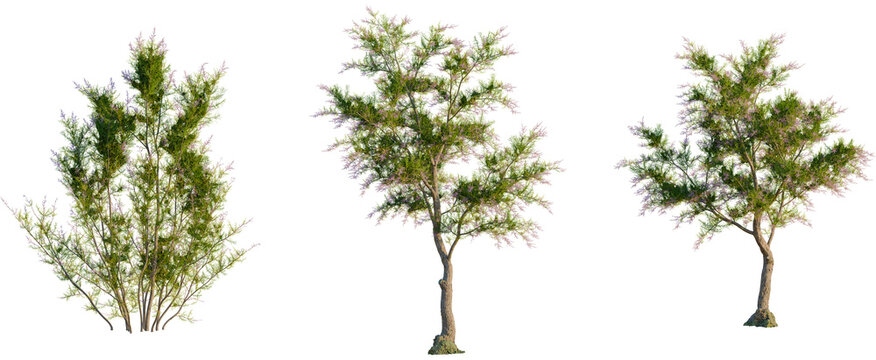 Tamarix ramosissima tree, front view, cutout, transparent background, isolate, Three flowering lilac trees create a vibrant landscape scene naturally