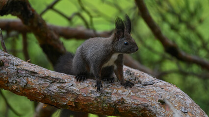Alert Dark Morph Red Squirrel on a Pine Branch