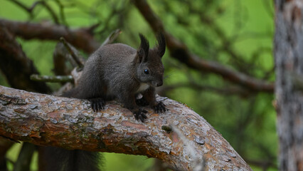 Alert Dark Morph Red Squirrel on a Pine Branch