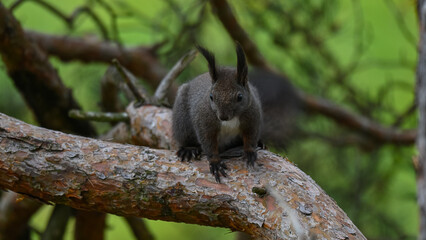 Alert Dark Morph Red Squirrel on a Pine Branch