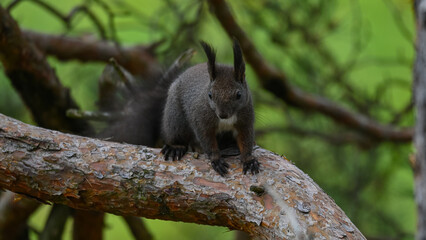 Alert Dark Morph Red Squirrel on a Pine Branch