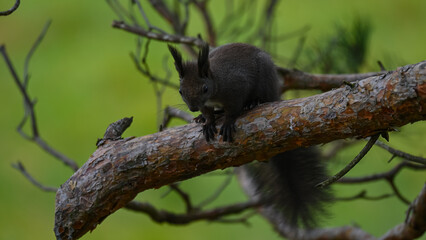Striking Dark Morph Squirrel on Branch with Vibrant Green Bokeh