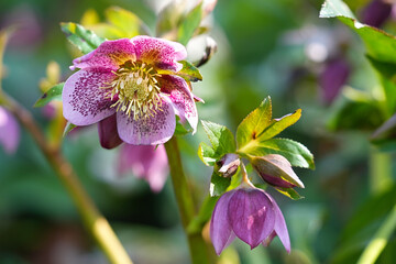 Pink oriental hellebore blooming in a sunny garden