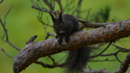 Striking Dark Morph Squirrel on Branch with Vibrant Green Bokeh