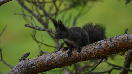 Alert Dark Morph Red Squirrel on a Pine Branch