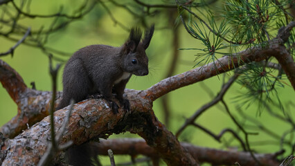 Obraz premium Alert Dark Morph Red Squirrel on a Pine Branch