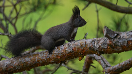 Alert Dark Morph Red Squirrel on a Pine Branch