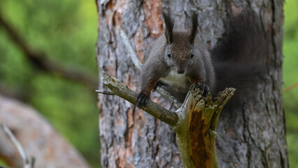 Intense Dark Morph Squirrel Staring from Pine Tree