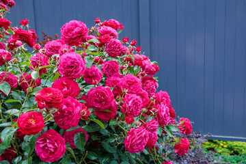 Beautiful red roses blooming in the rose garden.