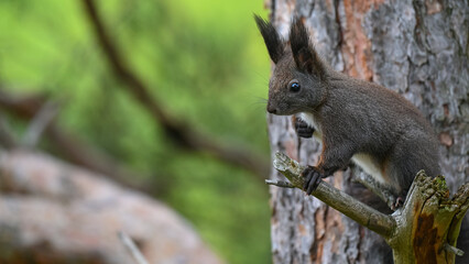 Intense Dark Morph Squirrel Staring from Pine Tree