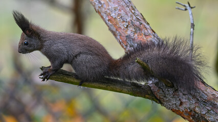 Intense Dark Morph Squirrel Staring from Pine Tree