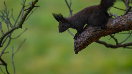 Dark Morph Squirrel Peering Down from Pine Branch