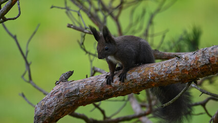 Dark Morph Squirrel Peering Down from Pine Branch
