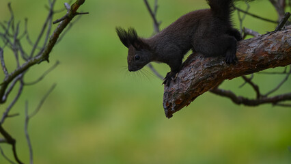 Dark Morph Squirrel Peering Down from Pine Branch