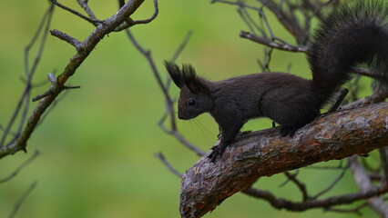 Dark Morph Squirrel Peering Down from Pine Branch